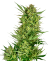 Buttercreme Gelato Feminiz.- Sensi Seeds