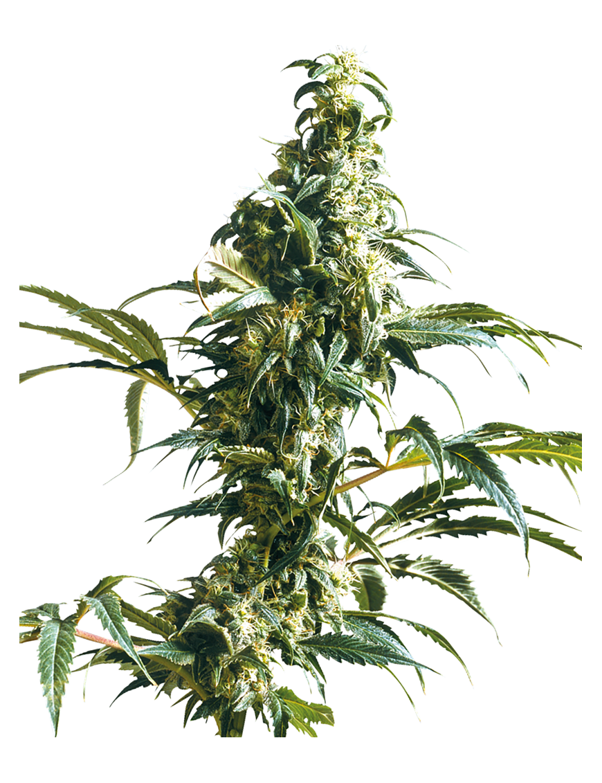 Mexican Sativa Femminiz. - White Label