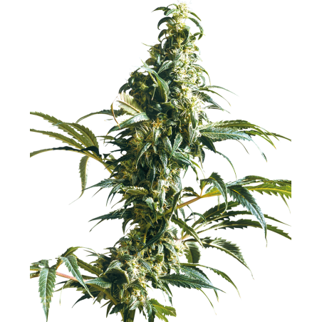 Mexican Sativa Femminiz. - White Label