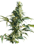 Mexican Sativa Femminiz. - White Label