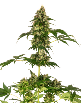 Cobalto Haze Femminiz- Sensi Seeds