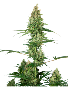 Silver Fire Feminiz.- Sensi Seeds