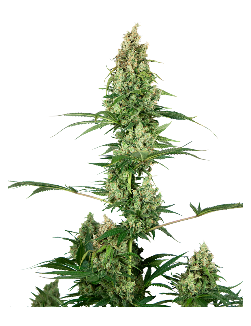 Silver Fire Feminiz.- Sensi Seeds