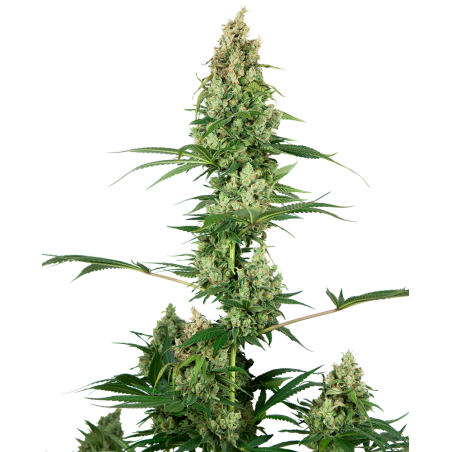 Silver Fire Feminiz.- Sensi Seeds