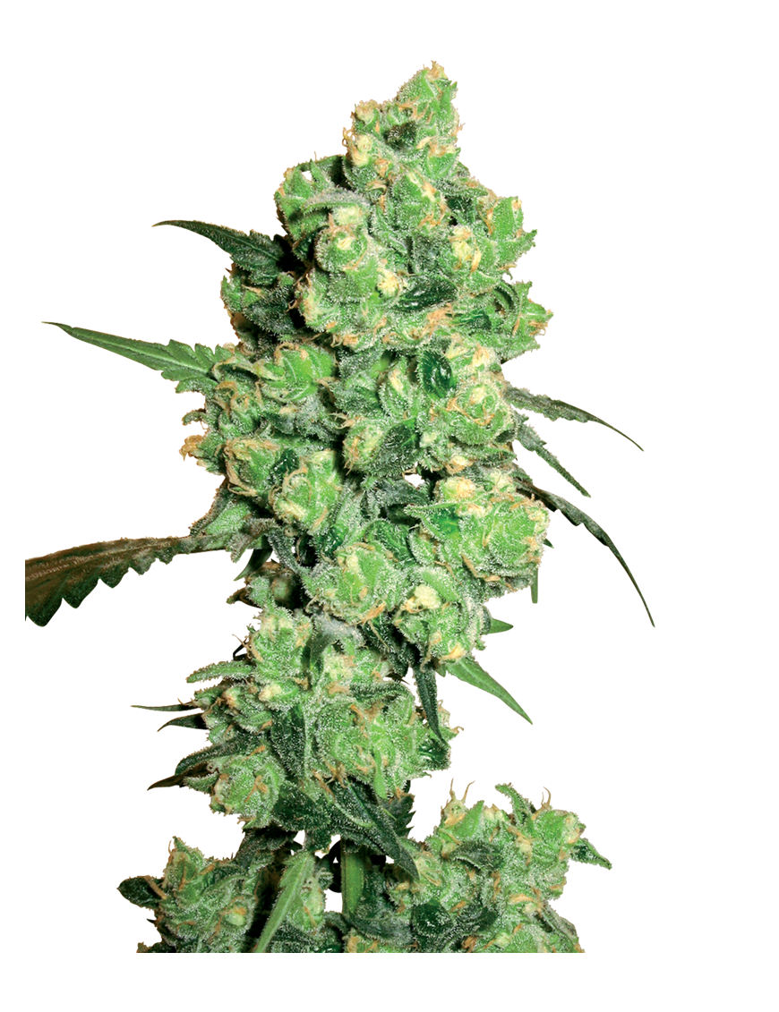 Super Skunk Femminiz. -Ja- Sensi Seeds