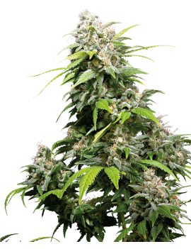 California Indica Femminiz. -Ja- Sensi Seeds