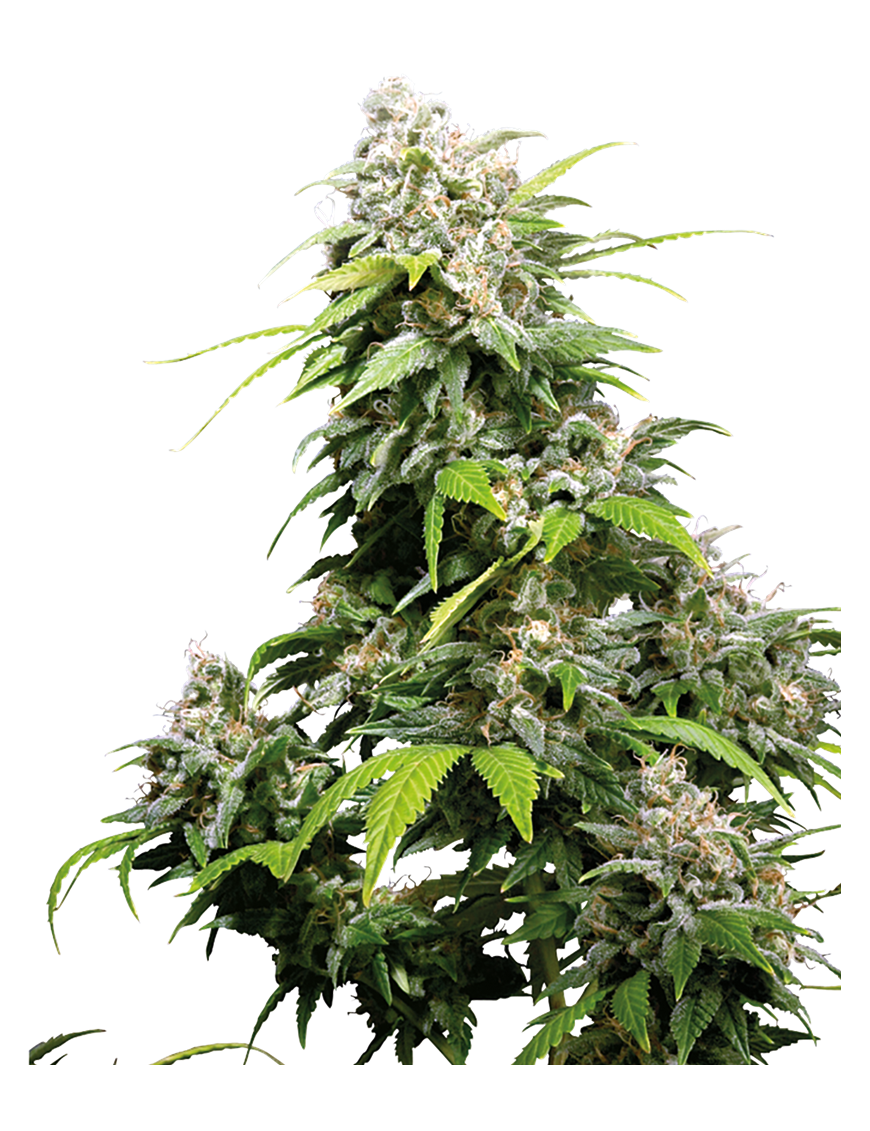 California Indica Femminiz. -Ja- Sensi Seeds