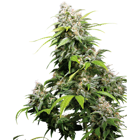 California Indica Femminiz. -Ja- Sensi Seeds