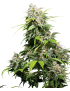 California Indica Femminiz. -Ja- Sensi Seeds