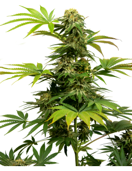 Black Harlequin Feminiz.- Sensi Seeds