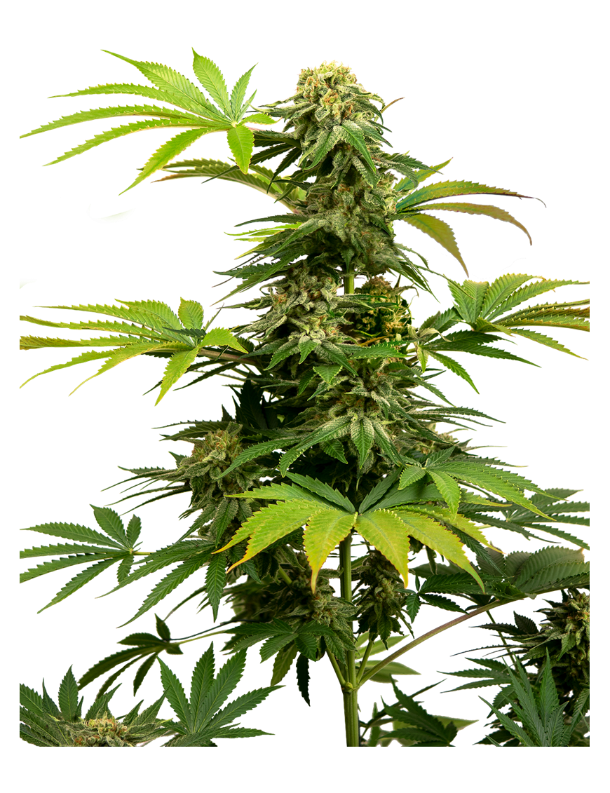 Black Harlequin Feminiz.- Sensi Seeds