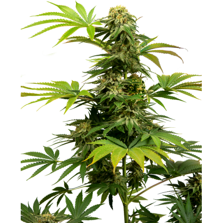 Black Harlequin Feminiz.- Sensi Seeds