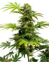 Black Harlequin Feminiz.- Sensi Seeds