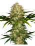 Afghani 1 Feminiz.- Sensi Seeds