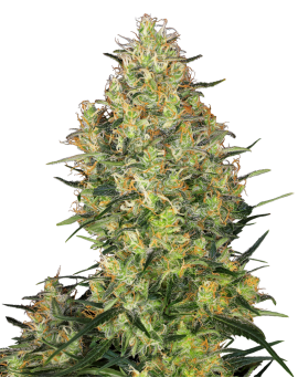 Shiva Skunk Feminiz.- Sensi Seeds