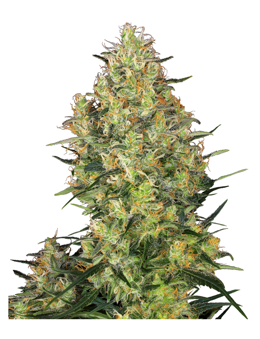 Shiva Skunk Feminiz.- Sensi Seeds