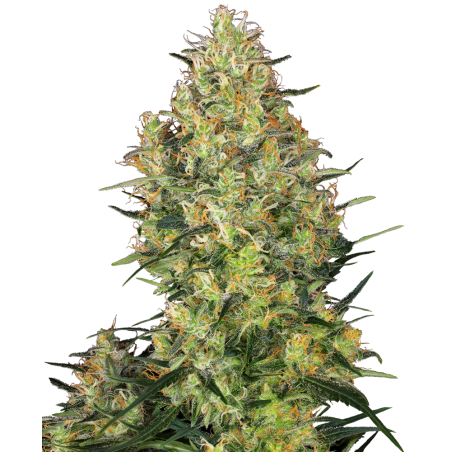 Shiva Skunk Feminiz.- Sensi Seeds