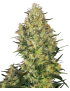 Shiva Skunk Feminiz.- Sensi Seeds