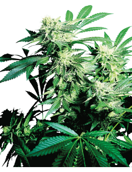 Skunk Kush Feminisiert.- Sensi Seeds