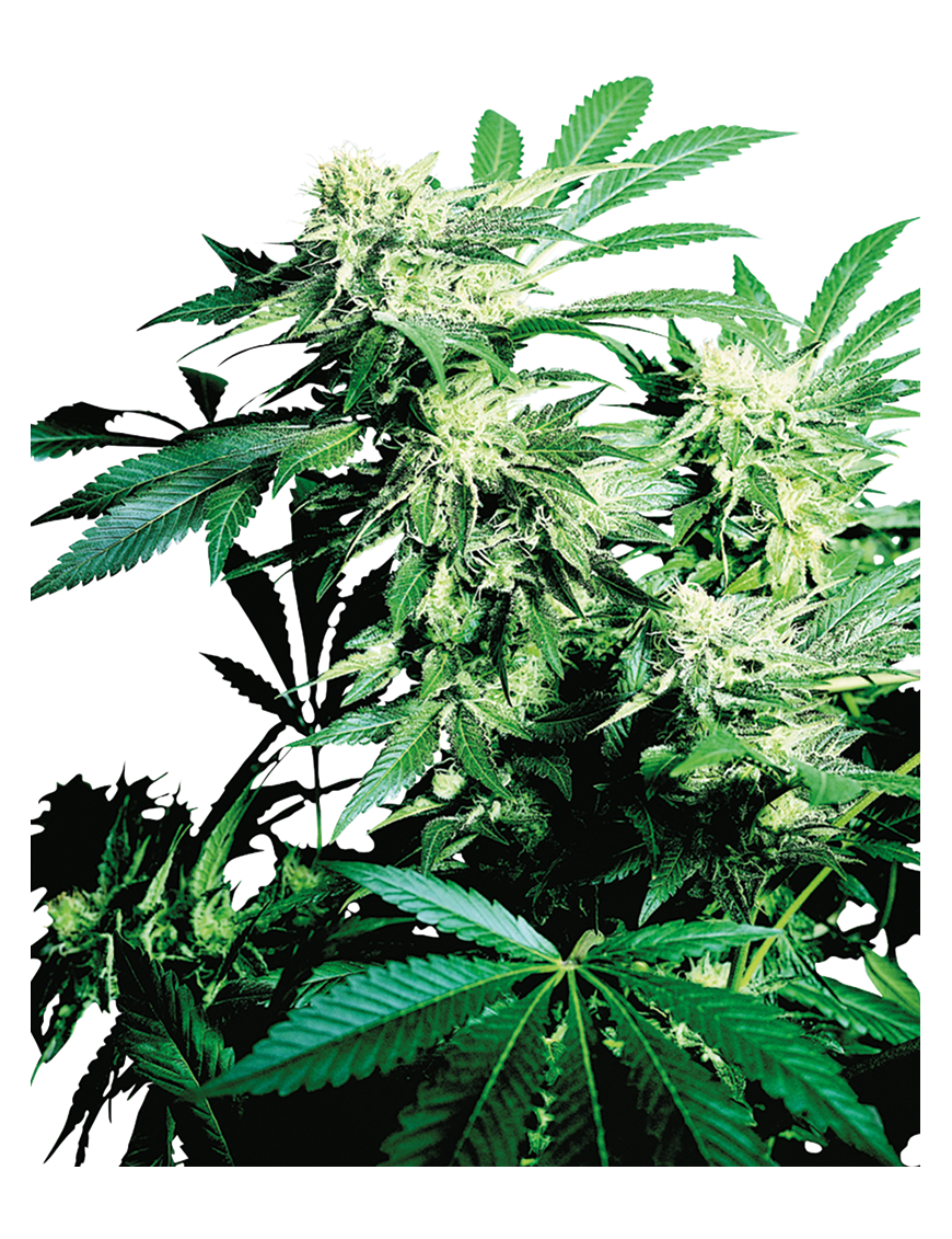 Skunk Kush Feminisiert.- Sensi Seeds