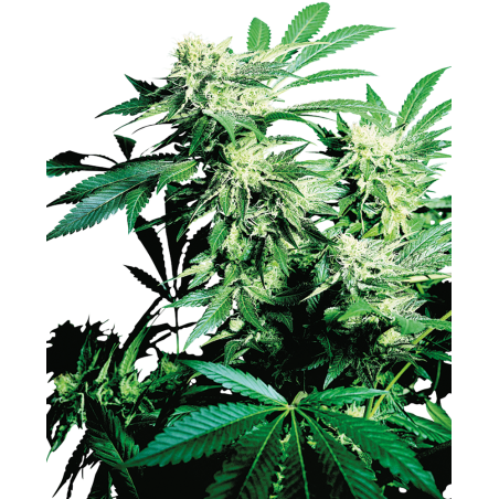 Skunk Kush Feminisiert.- Sensi Seeds