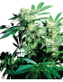 Skunk Kush Feminisiert.- Sensi Seeds