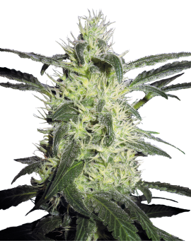 Silber Haze Femminiz- Sensi Seeds