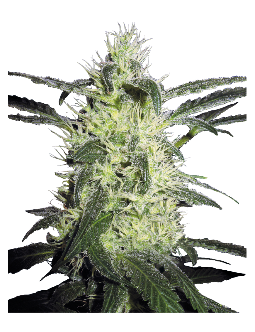 Plata Haze Femminiz- Sensi Seeds