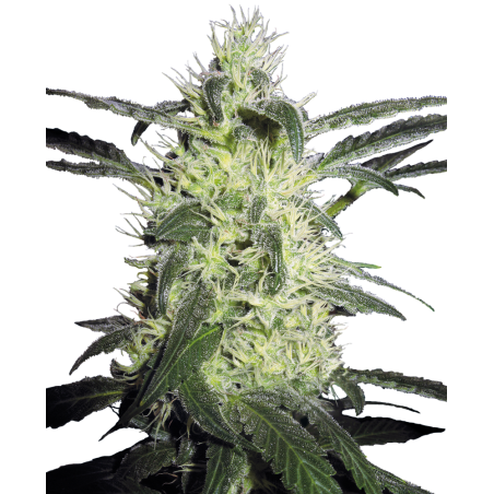 Plata Haze Femminiz- Sensi Seeds