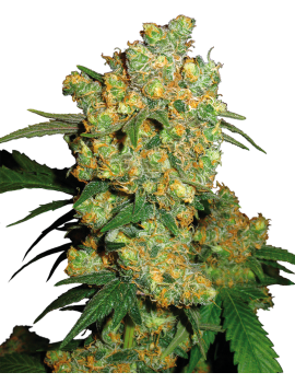 Big Bud Feminiz.- Sensi Seeds