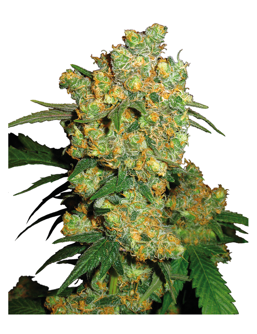 Big Bud Feminiz.- Sensi Seeds