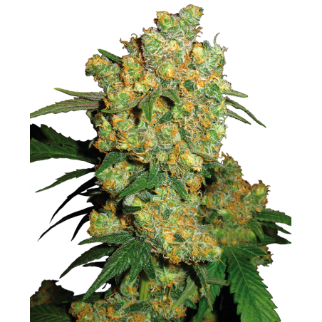 Big Bud Feminiz.- Sensi Seeds