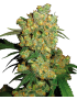 Big Bud Feminiz.- Sensi Seeds