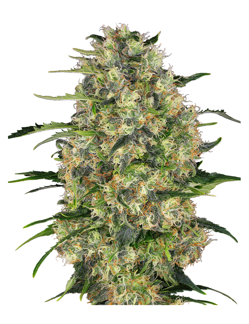 Schwarze Domina Feminiz.- Sensi Seeds