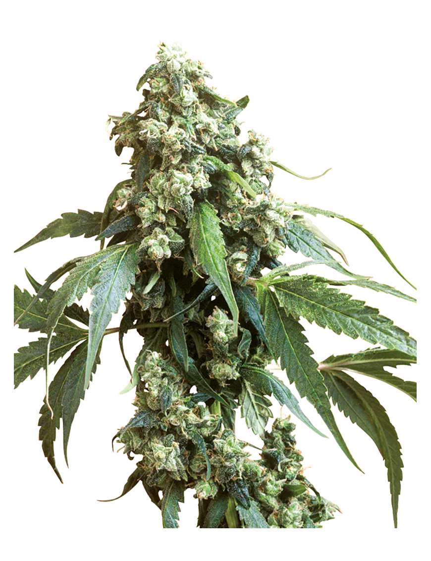 Jack Flash 5 Feminiz.- Sensi Seeds