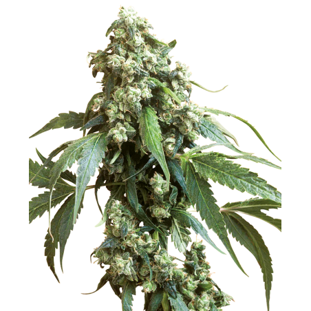 Jack Flash 5 Feminiz.- Sensi Seeds