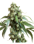 Jack Flash 5 Feminiz.- Sensi Seeds