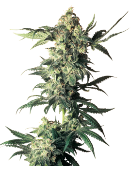 Northern Lights Feminiz.- Sensi Seeds