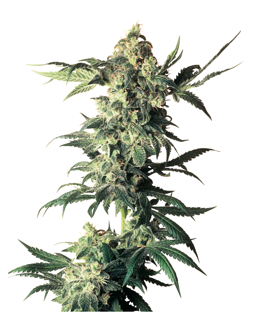 Northern Lights Feminiz.- Sensi Seeds