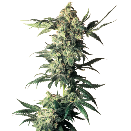 Northern Lights Feminiz.- Sensi Seeds