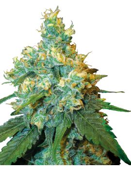 Jack Herer Femminiz. -Ja- Sensi Seeds