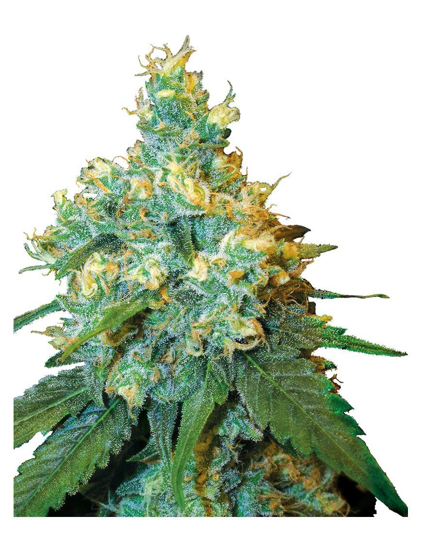 Jack Herer Femminiz. -Ja- Sensi Seeds