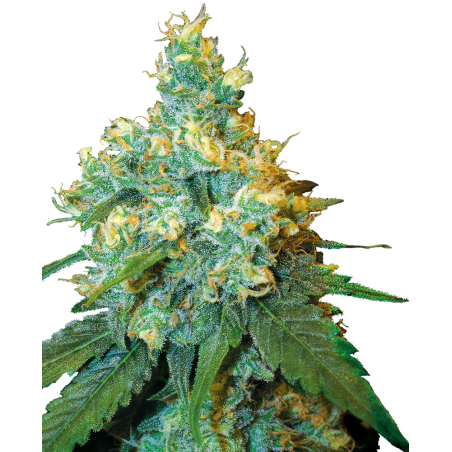 Jack Herer Femminiz. -Ja- Sensi Seeds