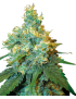 Jack Herer Femminiz. - Sensi Seeds