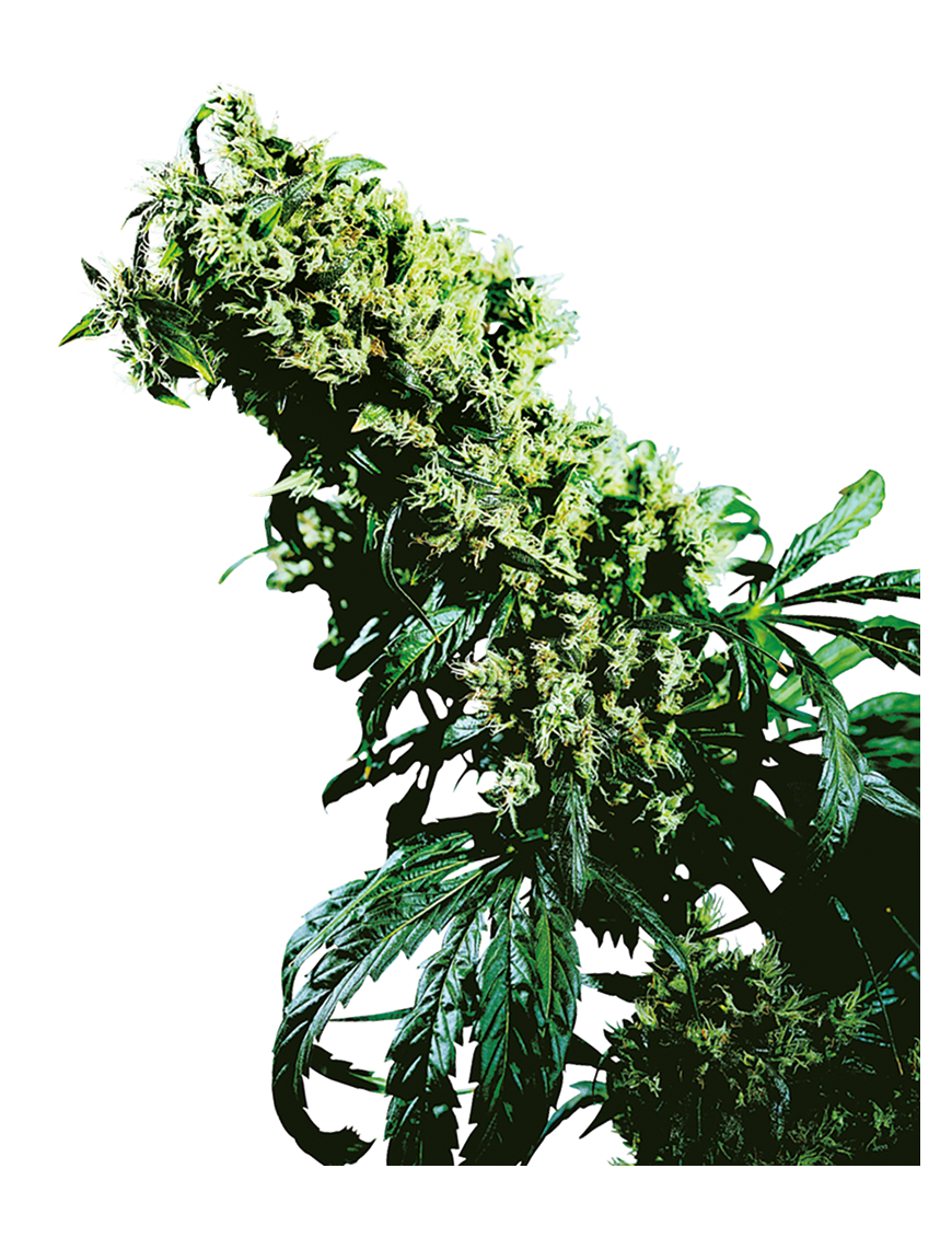 Nordlichter 5 x Haze Femminiz- Sensi Seeds