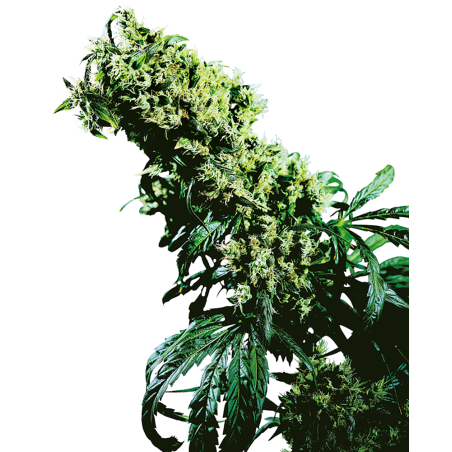 Nordlichter 5 x Haze Femminiz- Sensi Seeds