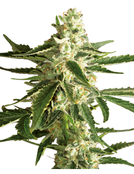 White Diesel Haze Carro -...