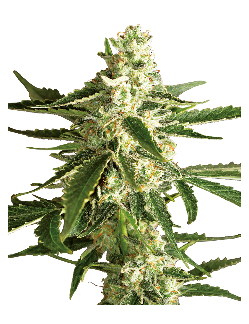 White Diesel Haze Carro - Label blanca