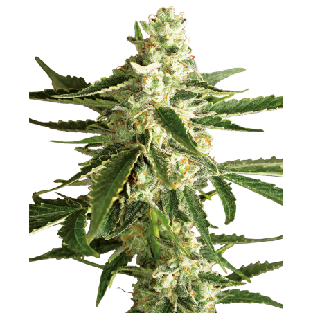 White Diesel Haze Carro - Label blanca