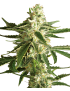 White Diesel Haze Carro - Label blanca